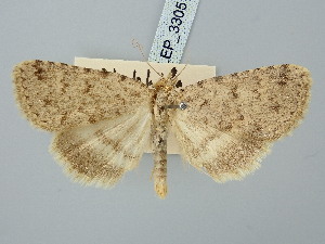  ( - BGE_ZSM_LEP_3305)  @11 [ ] by-nc-sa (2025) SNSB, Staatliche Naturwissenschaftliche Sammlungen Bayerns ZSM (SNSB, Zoologische Staatssammlung Muenchen)