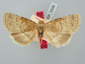  ( - BGE_ZSM_LEP_3306)  @11 [ ] by-nc-sa (2025) SNSB, Staatliche Naturwissenschaftliche Sammlungen Bayerns ZSM (SNSB, Zoologische Staatssammlung Muenchen)