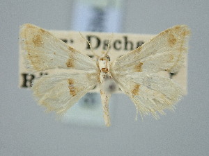  ( - BGE_ZSM_LEP_3318)  @11 [ ] by-nc-sa (2025) SNSB, Staatliche Naturwissenschaftliche Sammlungen Bayerns ZSM (SNSB, Zoologische Staatssammlung Muenchen)