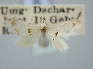  ( - BGE_ZSM_LEP_3319)  @11 [ ] by-nc-sa (2025) SNSB, Staatliche Naturwissenschaftliche Sammlungen Bayerns ZSM (SNSB, Zoologische Staatssammlung Muenchen)