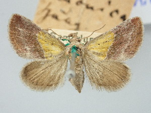  ( - BGE_ZSM_LEP_3324)  @11 [ ] by-nc-sa (2025) SNSB, Staatliche Naturwissenschaftliche Sammlungen Bayerns ZSM (SNSB, Zoologische Staatssammlung Muenchen)