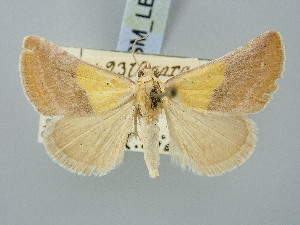  ( - BGE_ZSM_LEP_3325)  @11 [ ] by-nc-sa (2025) SNSB, Staatliche Naturwissenschaftliche Sammlungen Bayerns ZSM (SNSB, Zoologische Staatssammlung Muenchen)