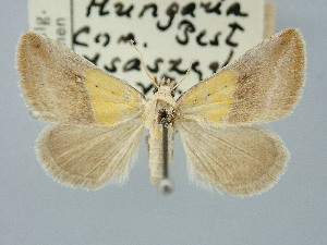  ( - BGE_ZSM_LEP_3326)  @11 [ ] by-nc-sa (2025) SNSB, Staatliche Naturwissenschaftliche Sammlungen Bayerns ZSM (SNSB, Zoologische Staatssammlung Muenchen)