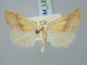  ( - BGE_ZSM_LEP_3327)  @11 [ ] by-nc-sa (2025) SNSB, Staatliche Naturwissenschaftliche Sammlungen Bayerns ZSM (SNSB, Zoologische Staatssammlung Muenchen)