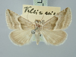  ( - BGE_ZSM_LEP_3329)  @11 [ ] by-nc-sa (2025) SNSB, Staatliche Naturwissenschaftliche Sammlungen Bayerns ZSM (SNSB, Zoologische Staatssammlung Muenchen)