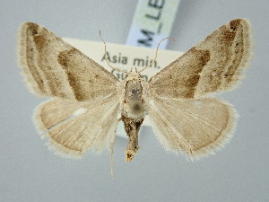  ( - BGE_ZSM_LEP_3330)  @11 [ ] by-nc-sa (2025) SNSB, Staatliche Naturwissenschaftliche Sammlungen Bayerns ZSM (SNSB, Zoologische Staatssammlung Muenchen)