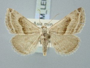  ( - BGE_ZSM_LEP_3331)  @11 [ ] by-nc-sa (2025) SNSB, Staatliche Naturwissenschaftliche Sammlungen Bayerns ZSM (SNSB, Zoologische Staatssammlung Muenchen)