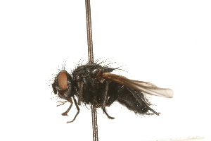  ( - HUBENOV-01-B12)  @11 [ ] CreativeCommons - Attribution (2010) CBG Photography Group Centre for Biodiversity Genomics