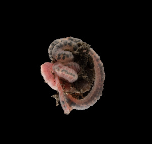  ( - BHAK-12144-FCBB)  @11 [ ] CreativeCommons Attribution Non-Commercial No Derivatives (2022) Matt Lemay Hakai Institute