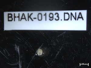  ( - BHAK-0193)  @11 [ ] CreativeCommons - Attribution No Derivatives (2019) Hakai Institute Hakai Institute