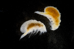  (Notodelphyidae - BHAK-13577)  @11 [ ] CreativeCommons Attribution Non-Commercial No Derivatives (2024) Matt Lemay Hakai Institute