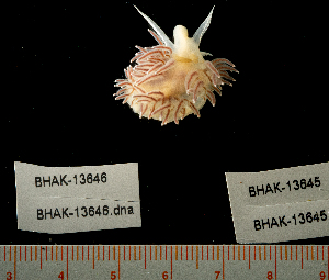  (Rhynchomolgidae - BHAK-13645)  @11 [ ] CreativeCommons Attribution Non-Commercial No Derivatives (2024) Matt Lemay Hakai Institute