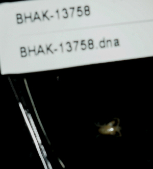  ( - BHAK-13758)  @11 [ ] CreativeCommons Attribution Non-Commercial No Derivatives (2024) Matt Lemay Hakai Institute
