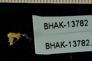 ( - BHAK-13782)  @11 [ ] CreativeCommons Attribution Non-Commercial No Derivatives (2024) Matt Lemay Hakai Institute