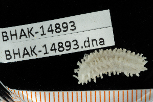  ( - BHAK-14893_2)  @11 [ ] CreativeCommons Attribution Non-Commercial No Derivatives (2025) Matt Lemay Hakai Institute