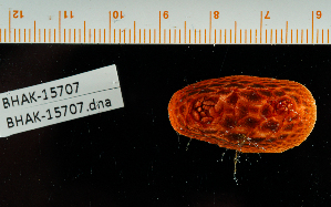  (Psolus chitinoides - BHAK-15707)  @11 [ ] CreativeCommons Attribution Non-Commercial No Derivatives (2024) Matt Lemay Hakai Institute