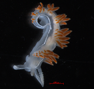  (Coryphella trilineata - BHAK-16247)  @11 [ ] CreativeCommons Attribution Non-Commercial No Derivatives (2024) Matt Lemay Hakai Institute