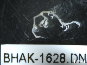  ( - BHAK-1628)  @11 [ ] 