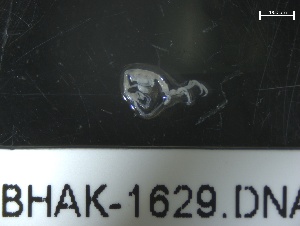  ( - BHAK-1629)  @11 [ ] 