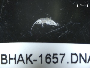  (Aoroides exilis - BHAK-1657)  @11 [ ] 