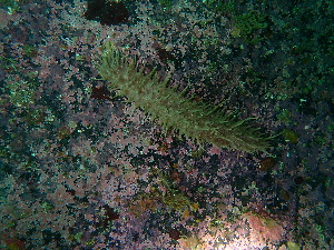  (Synallactes challengeri - BHAK-15518)  @11 [ ] CreativeCommons Attribution Non-Commercial No Derivatives (2024) Matt Lemay Hakai Institute