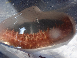  ( - BHAK-15518)  @11 [ ] CreativeCommons Attribution Non-Commercial No Derivatives (2024) Matt Lemay Hakai Institute