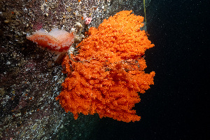  ( - BHAK-15519)  @11 [ ] CreativeCommons Attribution Non-Commercial No Derivatives (2024) Matt Lemay Hakai Institute