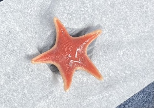  (Gephyreaster - BHAK-15520)  @11 [ ] CreativeCommons Attribution Non-Commercial No Derivatives (2024) Matt Lemay Hakai Institute