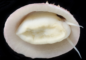  ( - BHAK1617)  @11 [ ] CreativeCommons Attribution Non-Commercial No Derivatives (2021) Gustav Paulay Florida Museum of Natural History