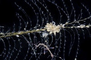  (Eubranchus rustyus - BHAK-3038)  @11 [ ] CreativeCommons Attribution Non-Commercial No Derivatives (2021) Gustav Paulay Florida Museum of Natural History
