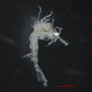  ( - ZHAK-05315)  @11 [ ] CreativeCommons Attribution Non-Commercial No Derivatives (2025) Matt Lemay Hakai Institute