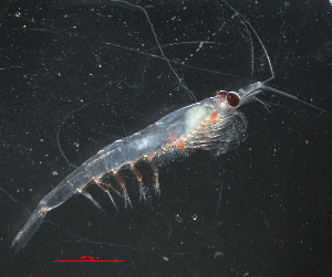  ( - ZHAK-05318)  @11 [ ] CreativeCommons Attribution Non-Commercial No Derivatives (2025) Matt Lemay Hakai Institute