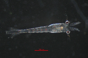  ( - ZHAK-05319)  @11 [ ] CreativeCommons Attribution Non-Commercial No Derivatives (2025) Matt Lemay Hakai Institute