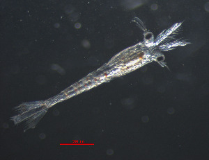  ( - ZHAK-05319)  @11 [ ] CreativeCommons Attribution Non-Commercial No Derivatives (2025) Matt Lemay Hakai Institute