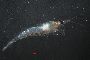  ( - ZHAK-05320)  @11 [ ] CreativeCommons Attribution Non-Commercial No Derivatives (2025) Matt Lemay Hakai Institute