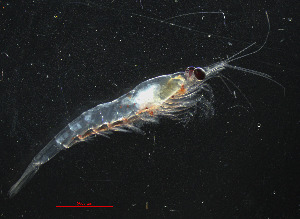  ( - ZHAK-05320)  @11 [ ] CreativeCommons Attribution Non-Commercial No Derivatives (2025) Matt Lemay Hakai Institute