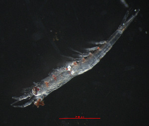  ( - ZHAK-05321)  @11 [ ] CreativeCommons Attribution Non-Commercial No Derivatives (2025) Matt Lemay Hakai Institute