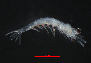  ( - ZHAK-05322)  @11 [ ] CreativeCommons Attribution Non-Commercial No Derivatives (2025) Matt Lemay Hakai Institute