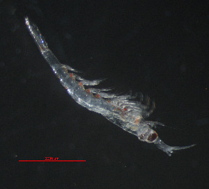  ( - ZHAK-05323)  @11 [ ] CreativeCommons Attribution Non-Commercial No Derivatives (2025) Matt Lemay Hakai Institute