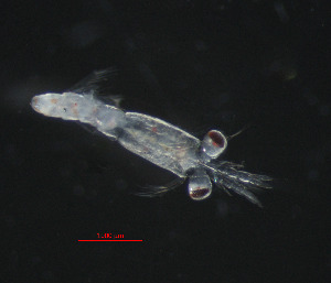  ( - ZHAK-05324)  @11 [ ] CreativeCommons Attribution Non-Commercial No Derivatives (2025) Matt Lemay Hakai Institute