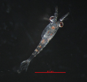  ( - ZHAK-05326)  @11 [ ] CreativeCommons Attribution Non-Commercial No Derivatives (2025) Matt Lemay Hakai Institute