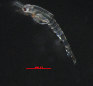  ( - ZHAK-05327)  @11 [ ] CreativeCommons Attribution Non-Commercial No Derivatives (2025) Matt Lemay Hakai Institute