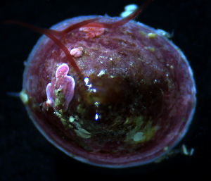  ( - BHAK-06523_2)  @11 [ ] CreativeCommons Attribution Non-Commercial No Derivatives (2018) Gustav Paulay Florida Museum of Natural History