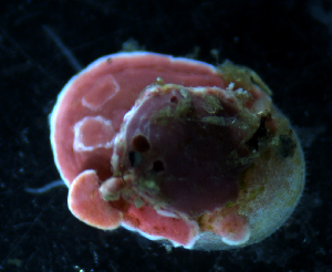  ( - BHAK-07125_2)  @11 [ ] CreativeCommons Attribution Non-Commercial No Derivatives (2018) Gustav Paulay Florida Museum of Natural History