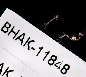  ( - BHAK-11848)  @11 [ ] CreativeCommons Attribution Non-Commercial No Derivatives (2019) Matt Whalen Hakai Institute