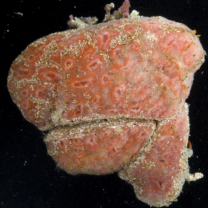  (Aplidium kottae - BHAK-0540)  @11 [ ] CreativeCommons - Attribution No Derivatives (2017) Gustav Paulay Florida Museum of Natural History