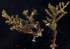  (Sertularella albida - BHAK-1109)  @11 [ ] CreativeCommons - Attribution No Derivatives (2017) Gustav Paulay Florida Museum of Natural History