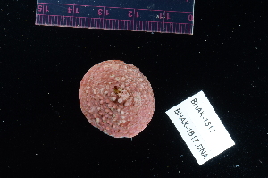  ( - BHAK1617)  @11 [ ] CreativeCommons - Attribution No Derivatives (2017) Gustav Paulay Florida Museum of Natural History