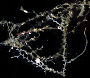  (Sertularella coronata - BHAK-2489)  @11 [ ] CreativeCommons - Attribution No Derivatives (2017) Gustav Paulay Florida Museum of Natural History
