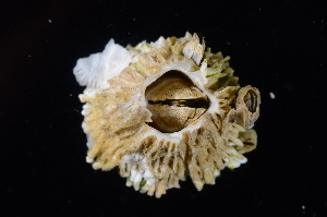  ( - BHAK3478)  @11 [ ] CreativeCommons - Attribution No Derivatives (2017) Gustav Paulay Florida Museum of Natural History